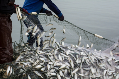 Türkiye Su Ürünleri ve Hayvansal Mamuller Sektörü İhracatta 4 Milyar Doları Aştı   