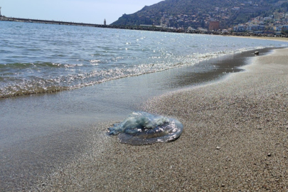 Antalya 'yı dev denizanaları sardı.