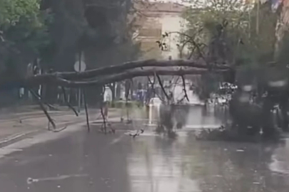 Fethiye Çamlık 'ta rüzgar ağaç devirdi yol trafiğe kapandı.