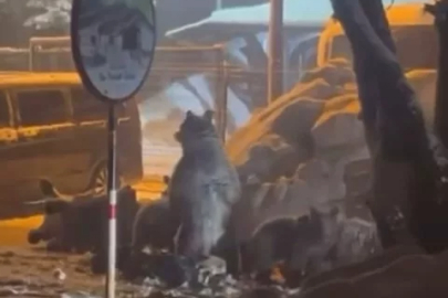 Uludağ 'da aç kalan Ayı 'lar Sarıalan 'a indi