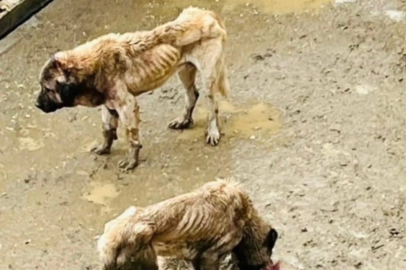 Bozüyük Kaymakamlığı görüntülere istinaden inceleme başlatt