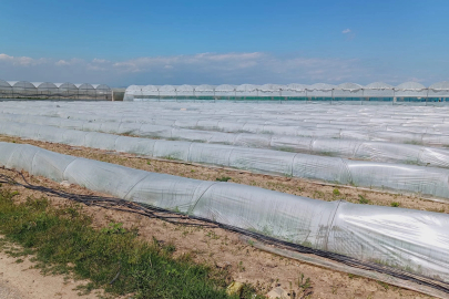 Mersin'de 'marul tarlada kaldı' iddiasına yalanlama