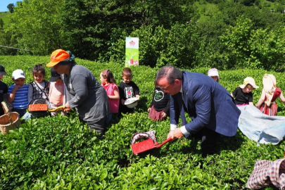 Çay İşletmeleri'ne personel atamalarında 40 yaş şartı aranmayacak