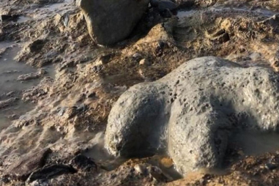 Tayland'da yeni bir dinozor türüne ait kalıntılar bulundu