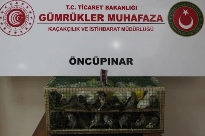 Ticaret Bakanlığı Gümrükler Muhafaza ekipleri, 2026 yılında düzenlediği 29 operasyonda kaçakçılığa konu edilen 58 bin 519 canlı hayvanı ele geçirdi.