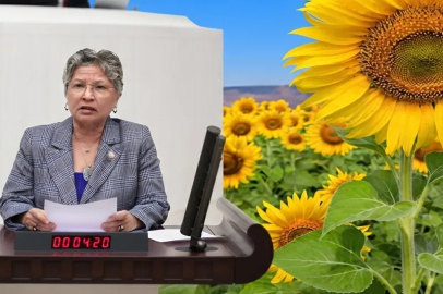 CHP Tekirdağ Milletvekili Nurten Yontar, Ayçiçeğinde üretici tarlasını değil, zararını biçiyor